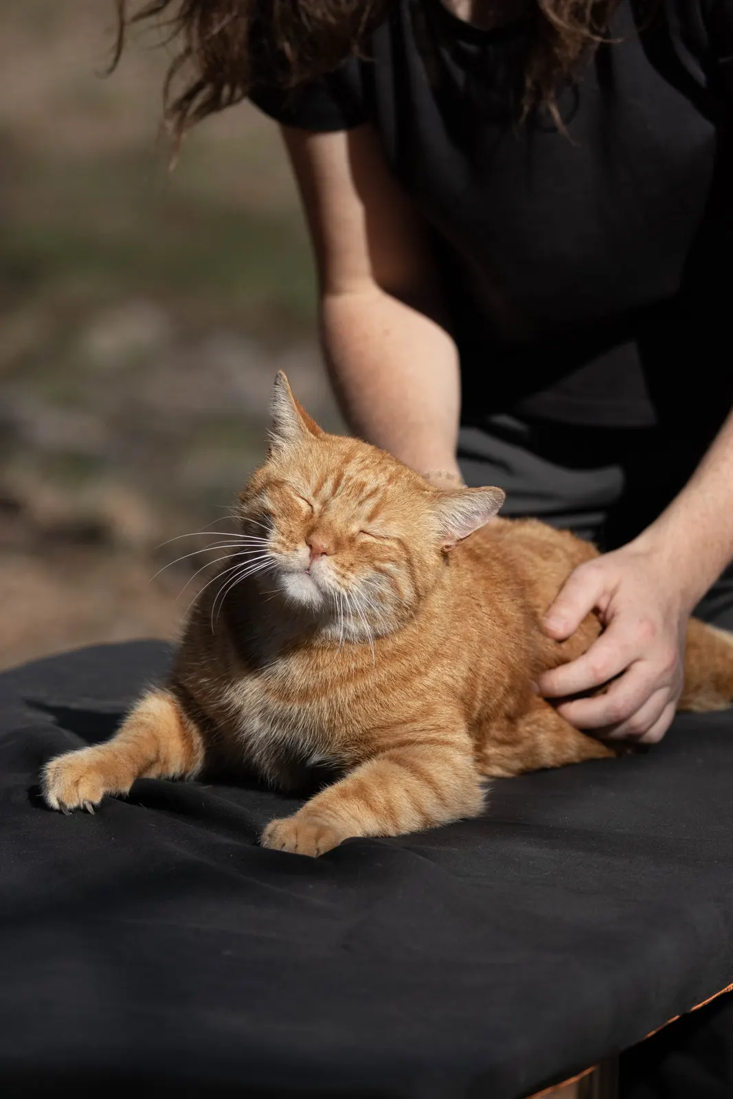 Chat détendu pendant une séance de massage à domicile