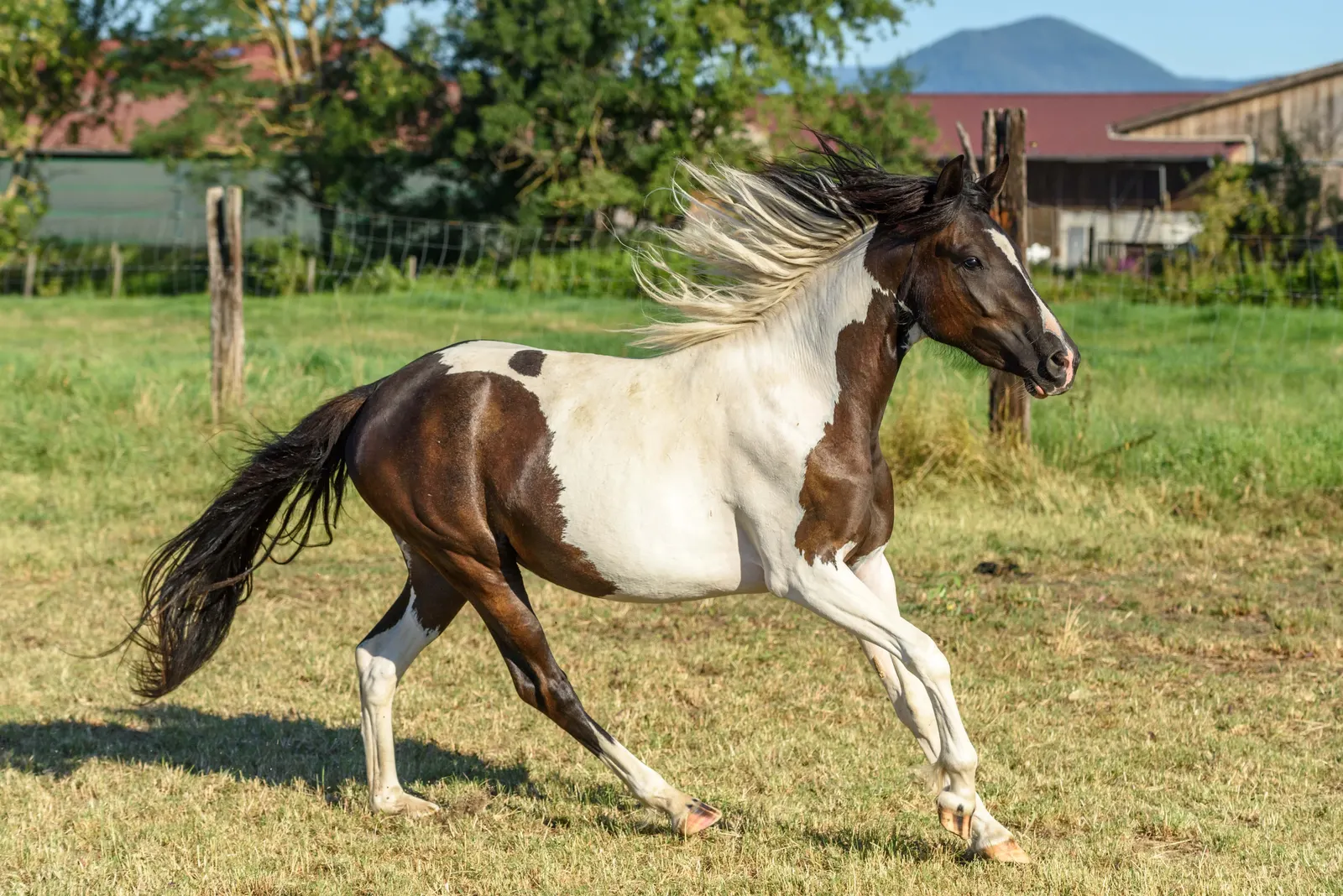 Observation de la biomécanique d'un cheval au travail
