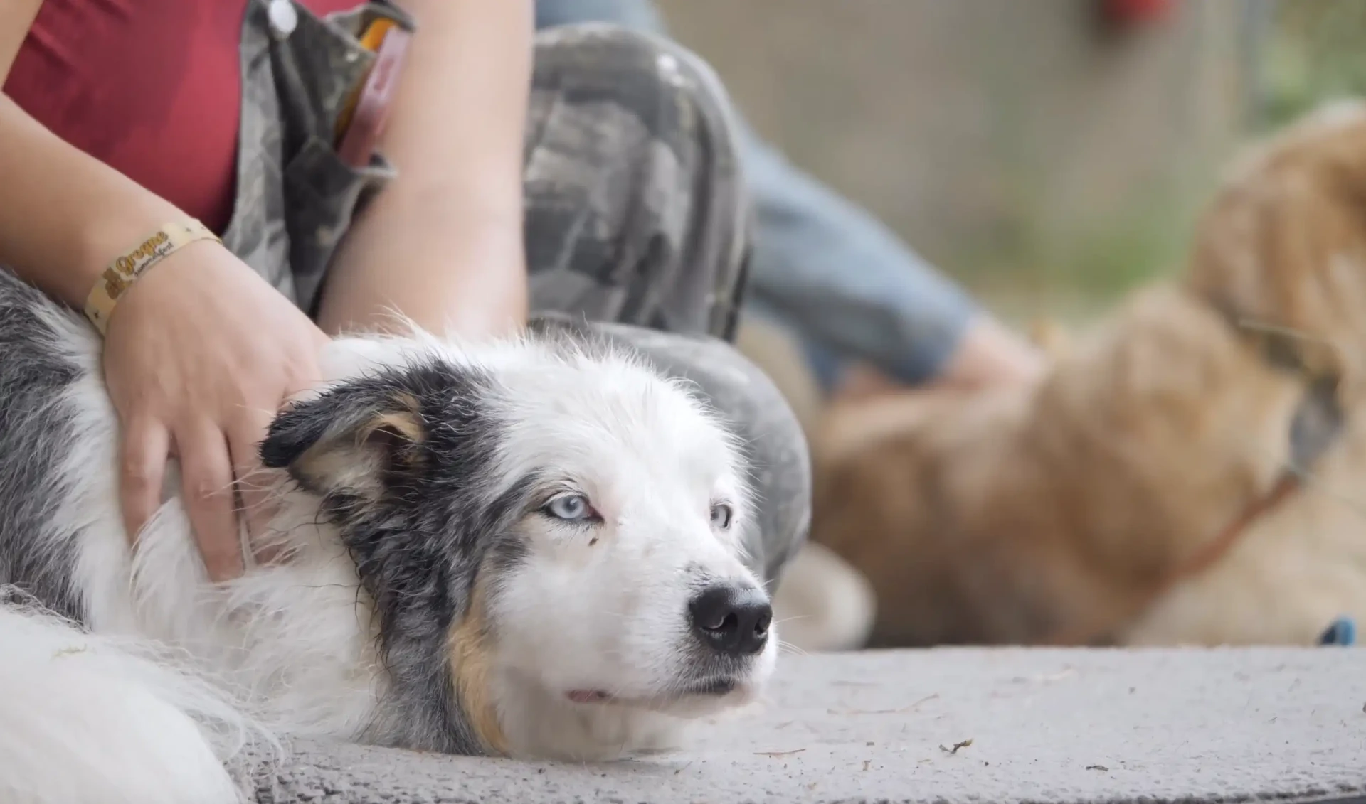 Cours particulier de massage canin à domicile en Gironde, chien détendu sous les mains d'Émilie