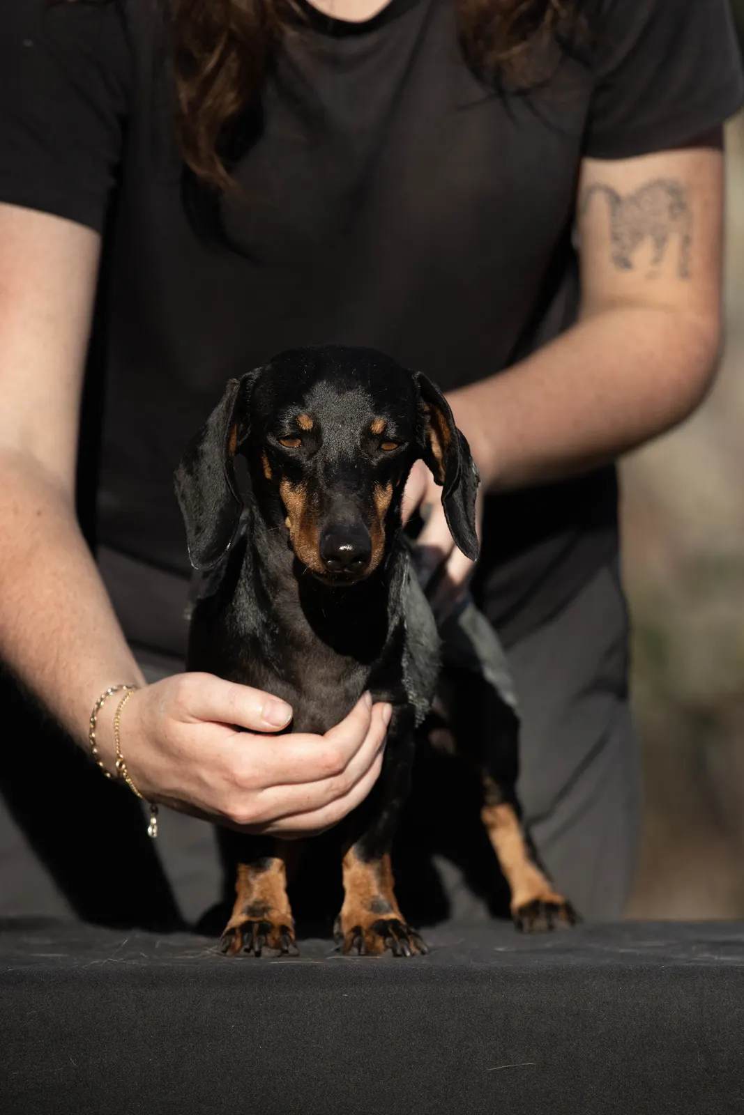 Enveloppement aux algues Kelpy Thalasso sur un chien sportif