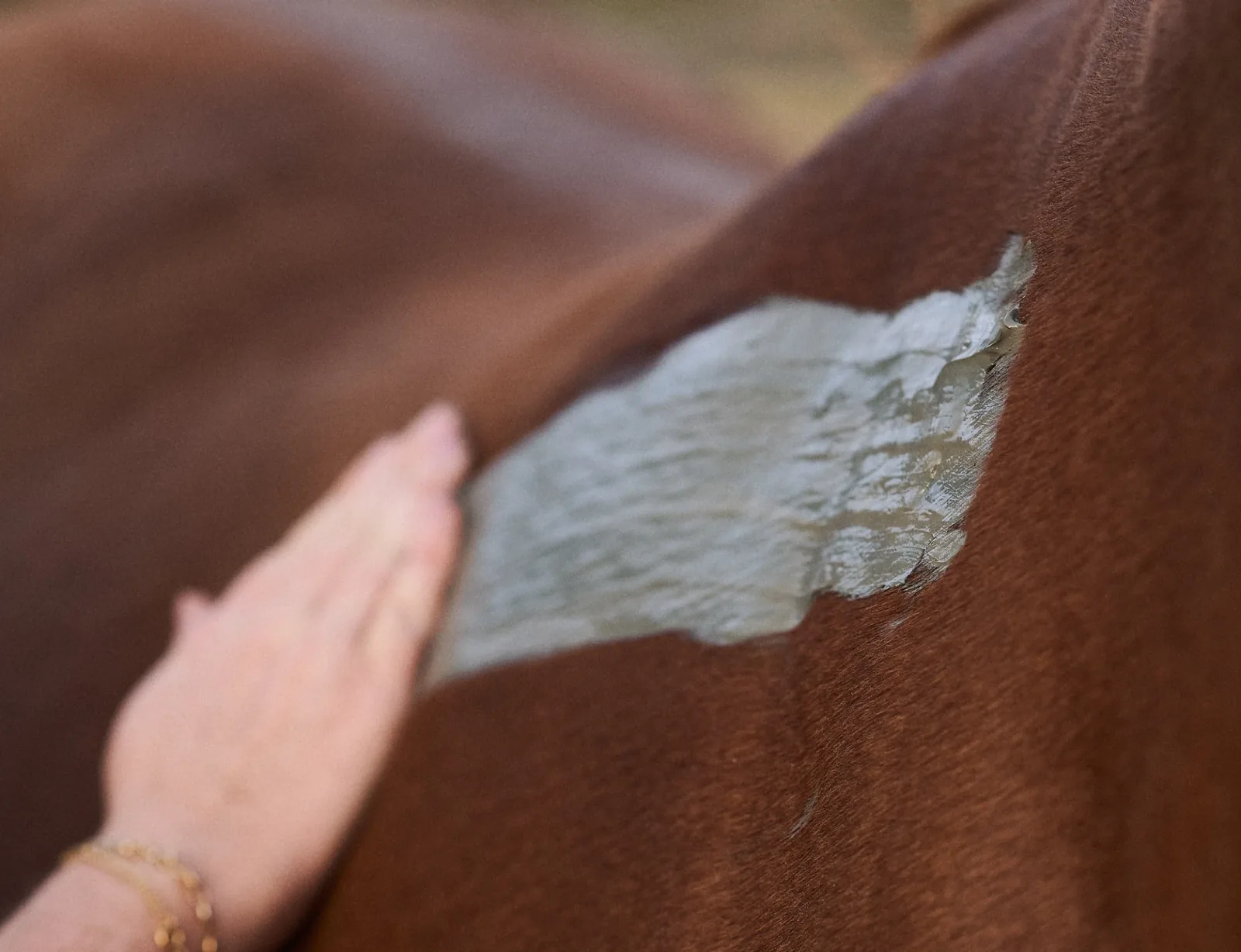 Enveloppement aux algues marines sur un cheval
