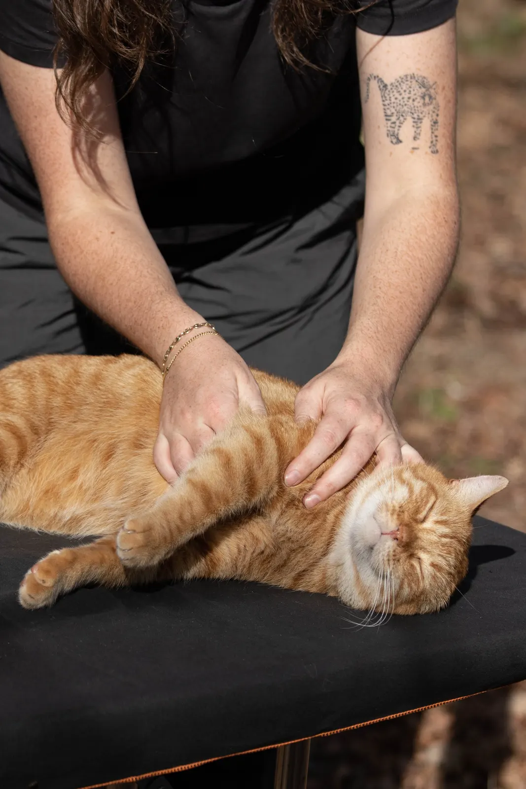 Mobilisation douce d'un chat senior