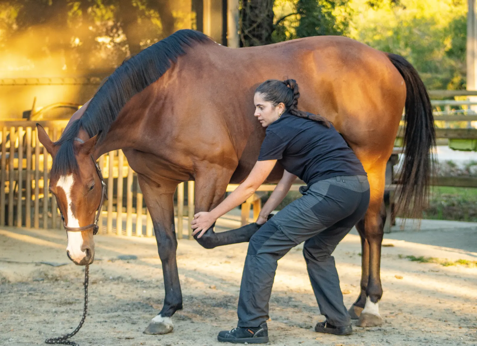 Étirement passif d'un cheval en écurie en Gironde