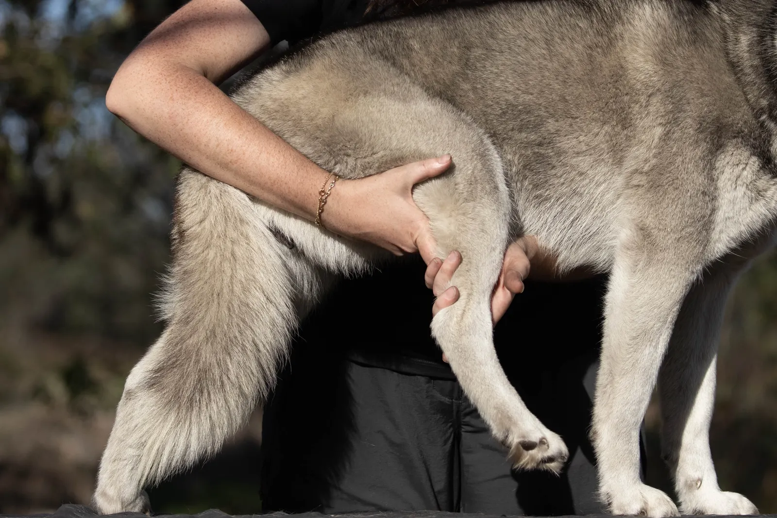 Étirement passif d'un chien sportif en Gironde