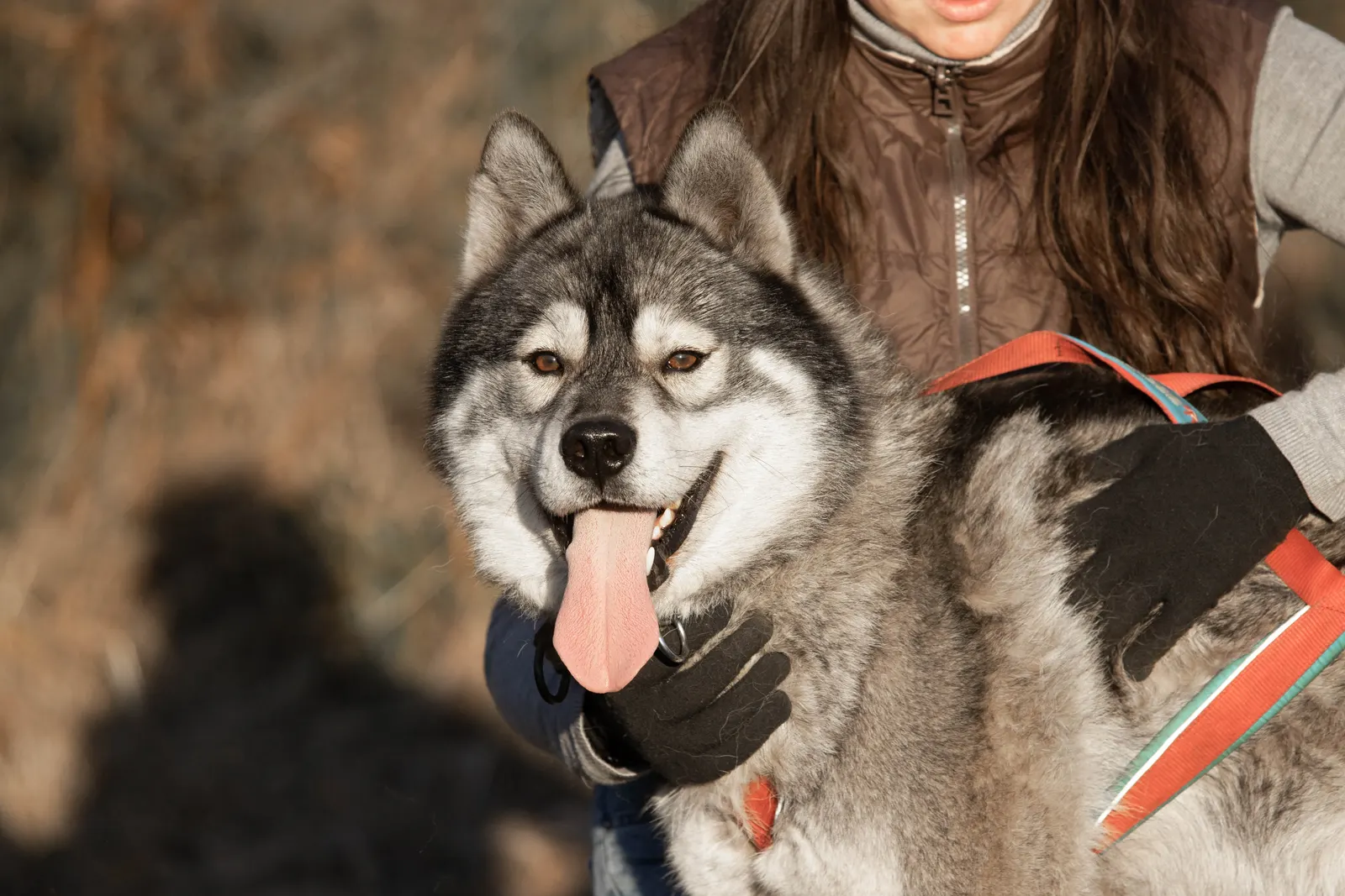 Massage d'un chien sportif en Gironde