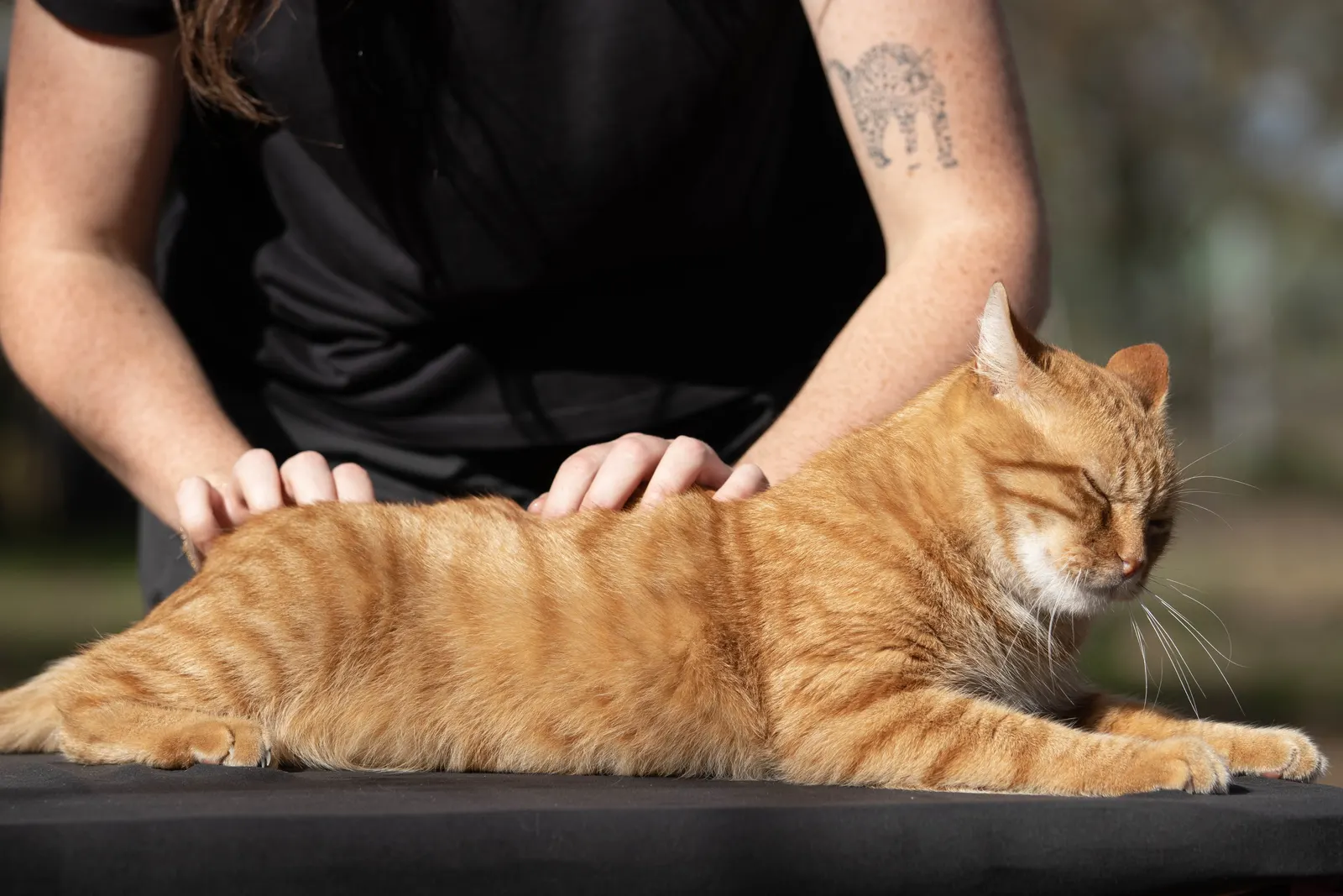 Massage bien-être d'un chat à domicile en Gironde