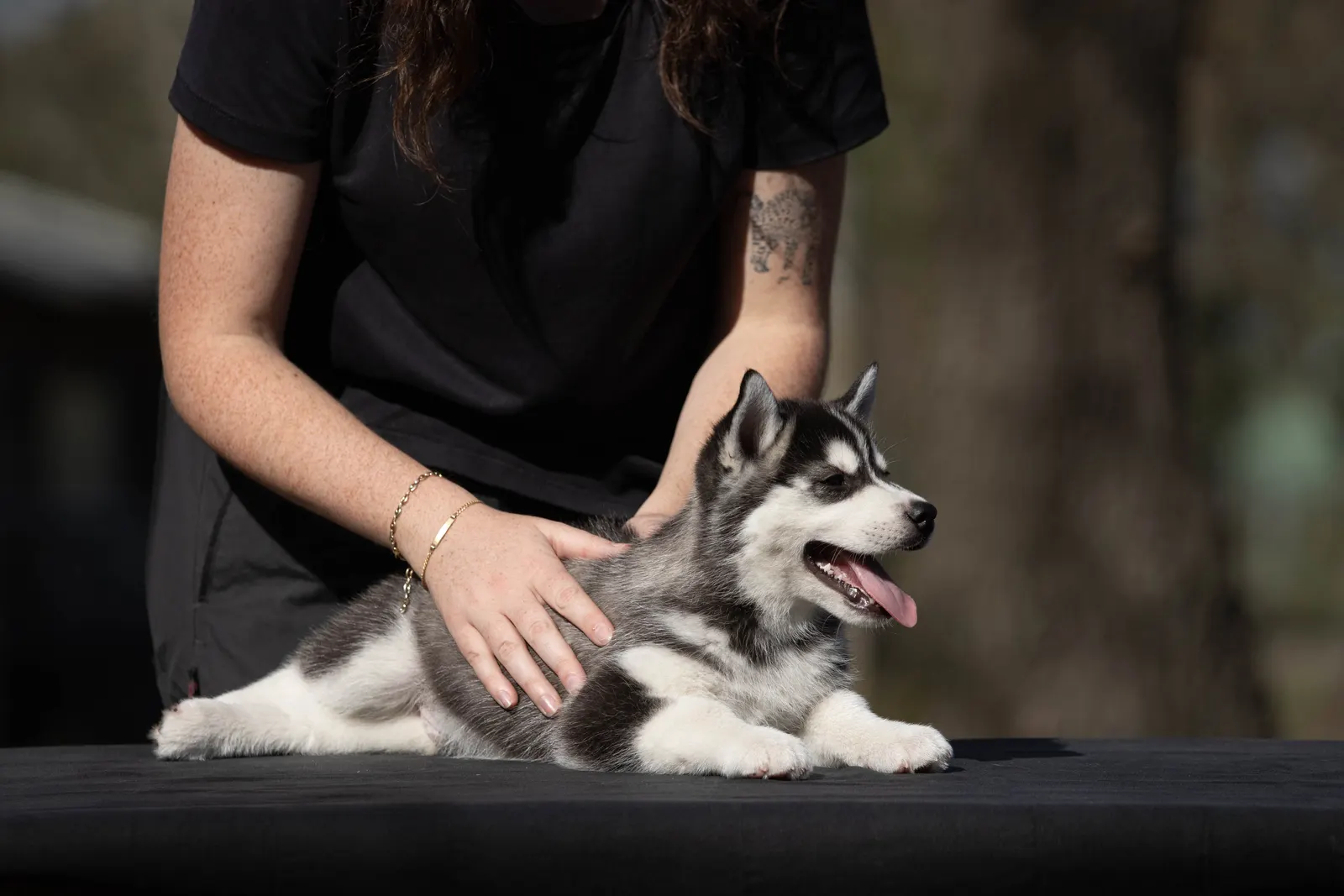 Chien détendu pendant une séance de massage à domicile en Gironde