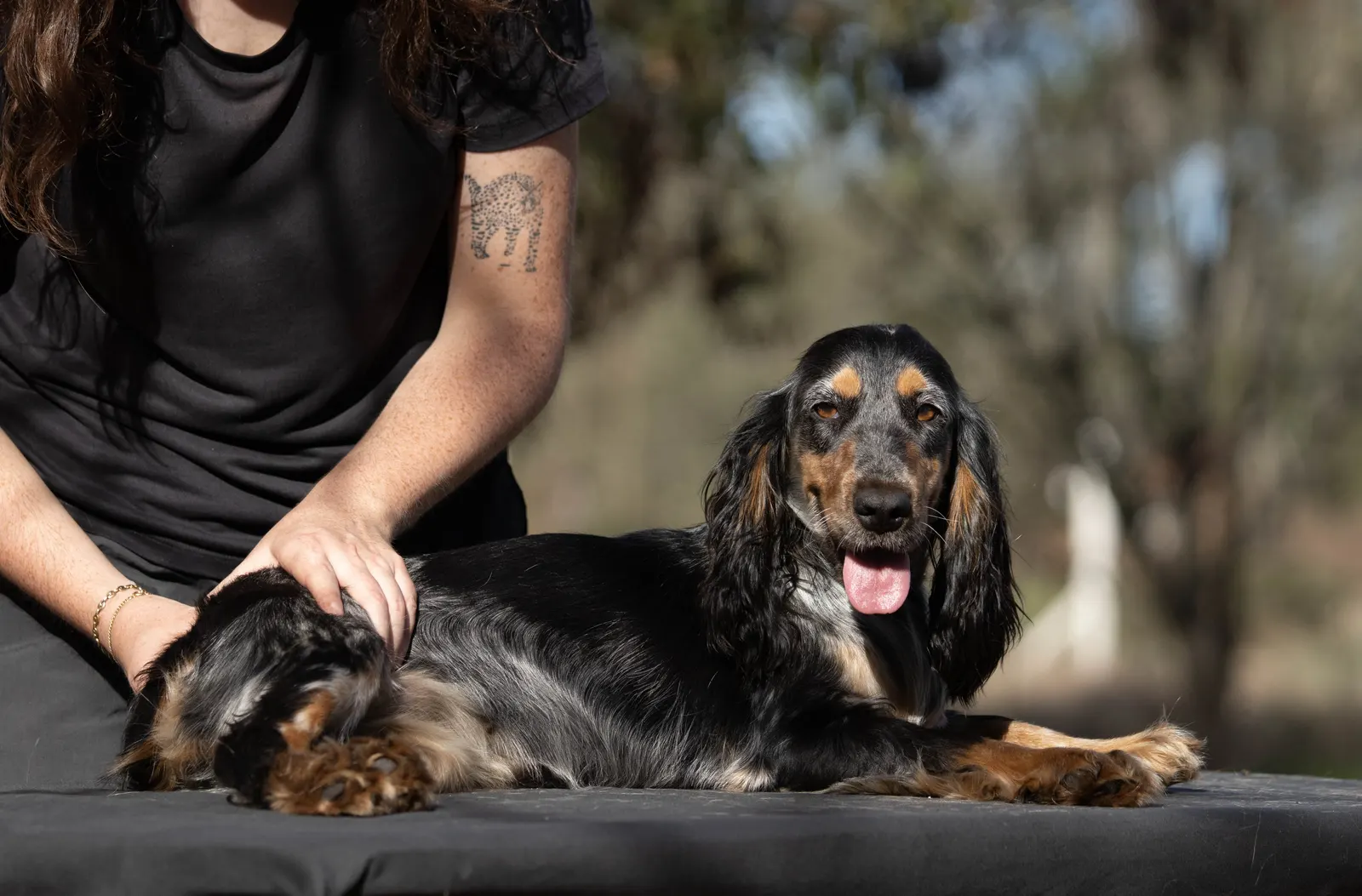 Massage bien-être d'un chien à domicile en Gironde