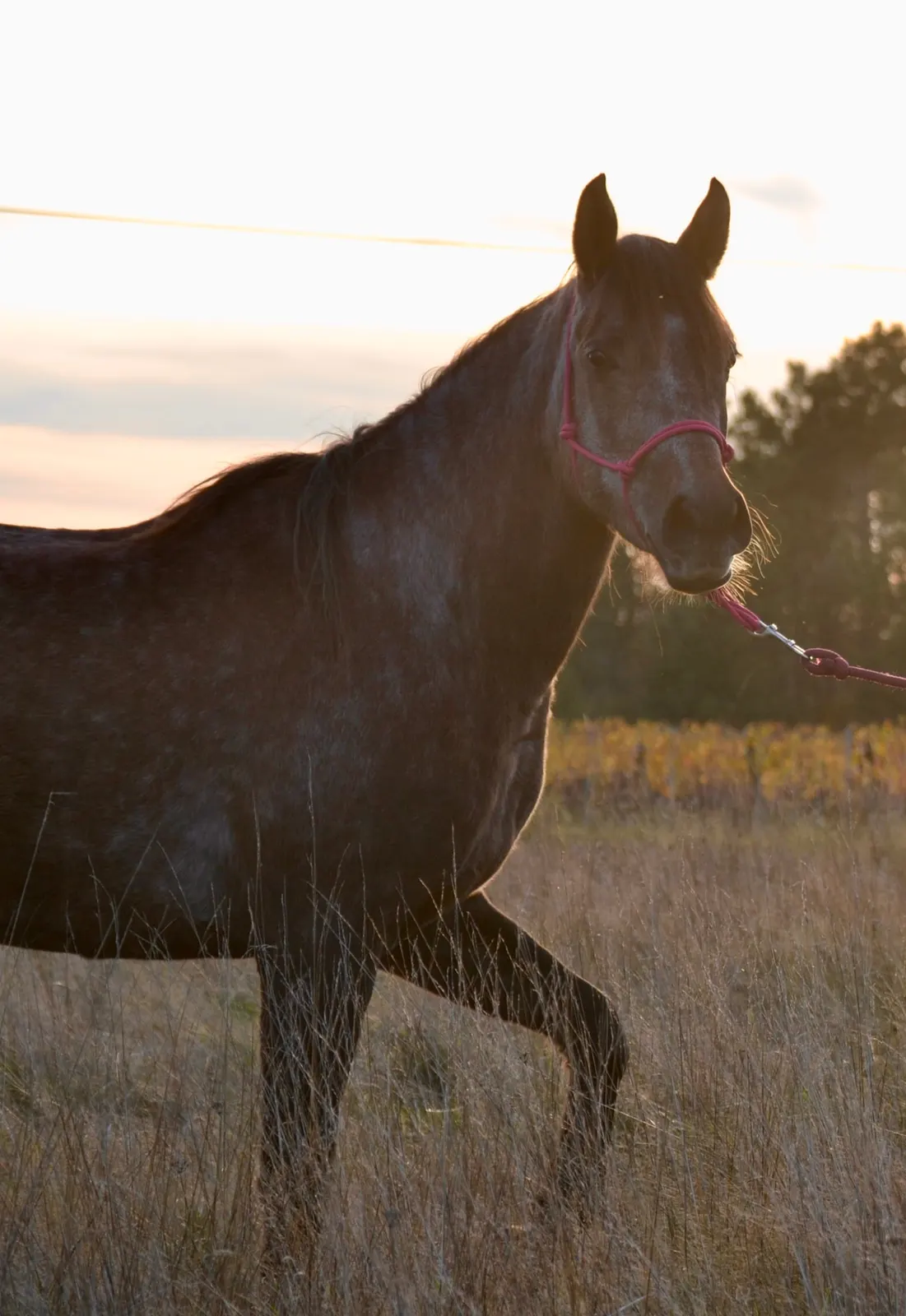 Misskiss, la jument d'Émilie, dans son pré au coucher du soleil en Gironde