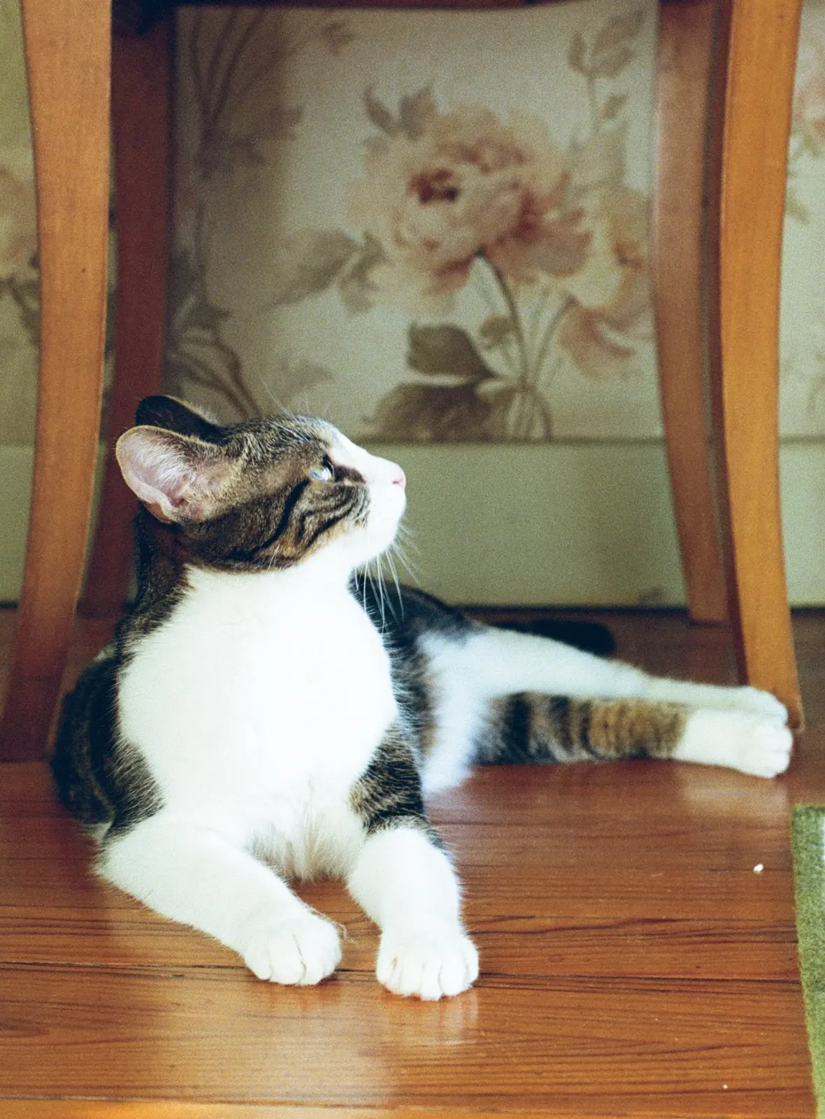 Naguini, la chatte d'Émilie, allongée paisiblement à la maison
