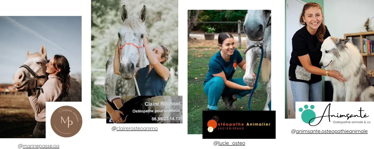 Quatre ostéopathes animaliers partenaires d'Emea Massage en Gironde et alentours