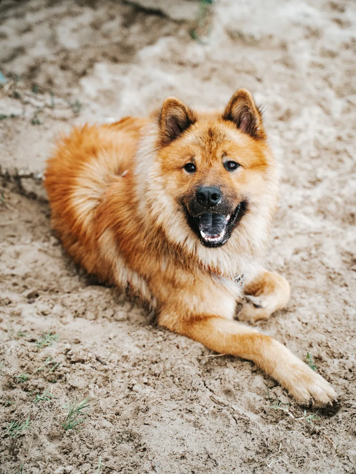 Popoyo, le chien d'Émilie, détendu et couché au soleil